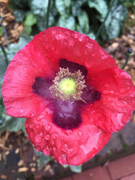 Photo close-up of water drops on red poppy blooming on field