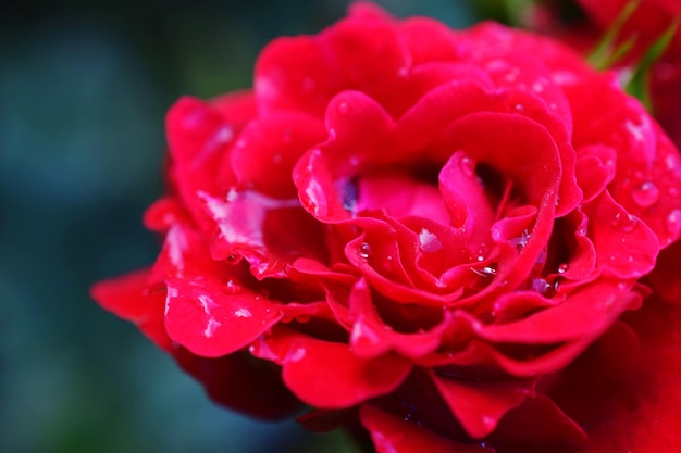 Foto prossimo piano delle gocce d'acqua sulla rosa rossa