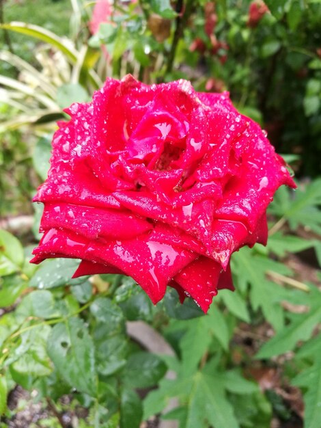 Close-up of water drops on red rose