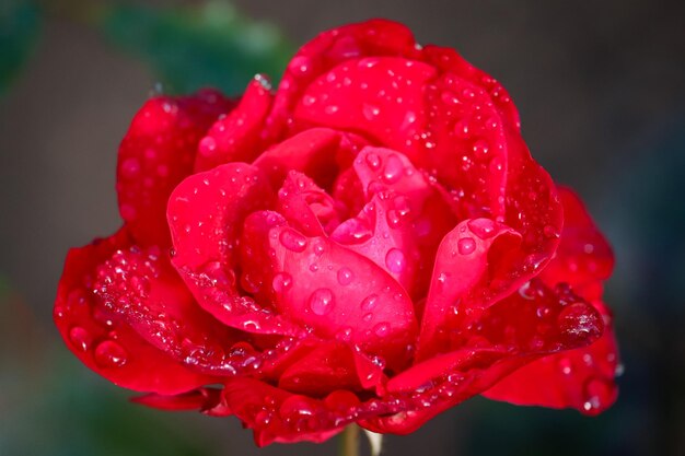 Photo close-up of water drops on red rose