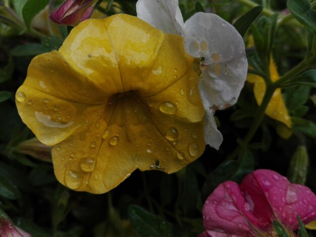 Close-up of water drops on rose leaf