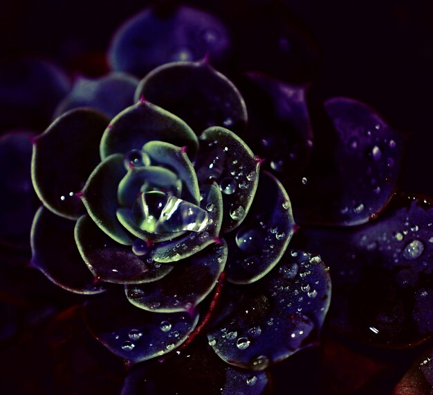 Close-up of water drops on rose