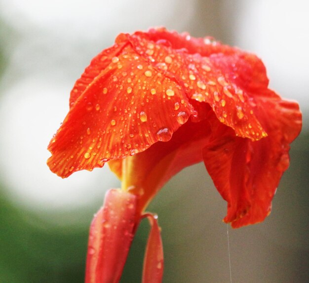 Close-up of water drops on rose