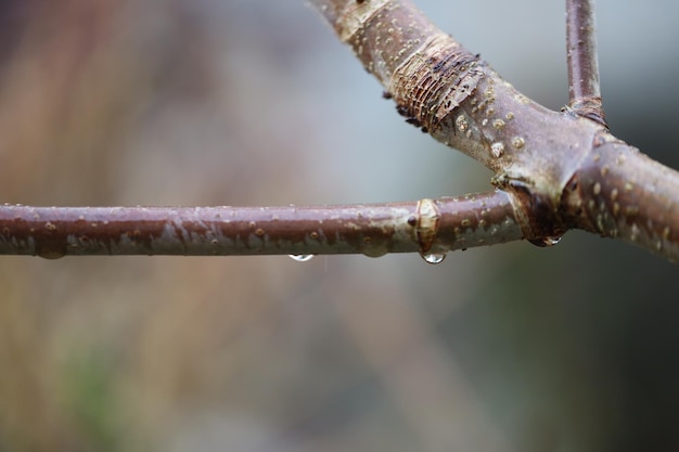 Close-up of water drops on rusty metal