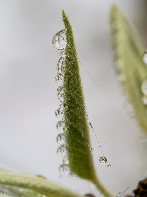 Close-up of water drops on spider web and leaf