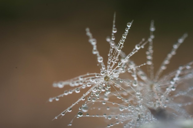 Foto prossimo piano di gocce d'acqua sulla rete di ragno