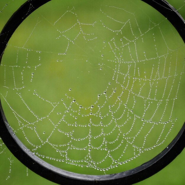 Photo close-up of water drops on spider web