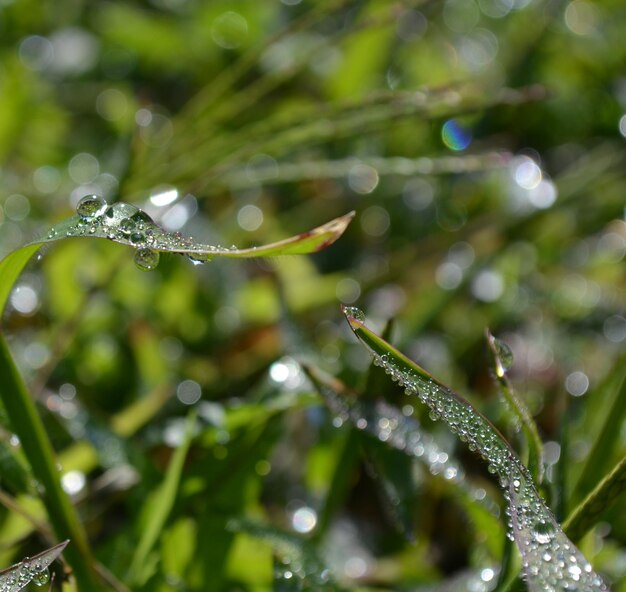 Close-up of water drops on spider web