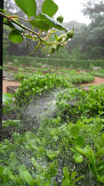 Close-up of water drops on spider web