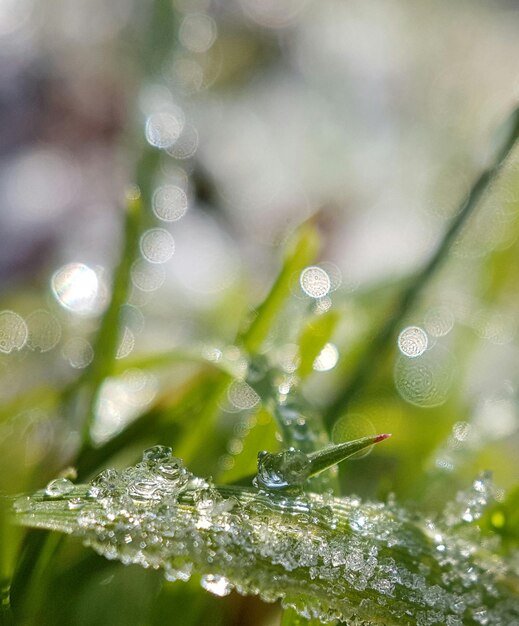 Photo close-up of water drops on spider web