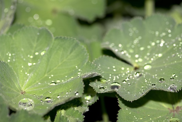 Photo close-up of water drops on spider web