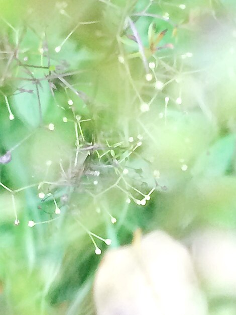 Close-up of water drops on spider web