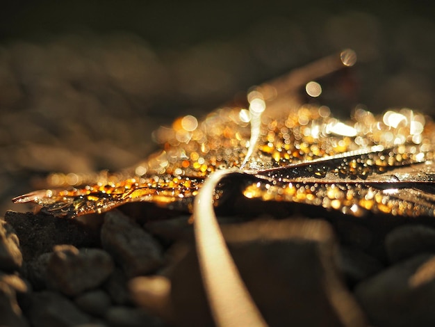 Foto close-up di gocce d'acqua al tramonto