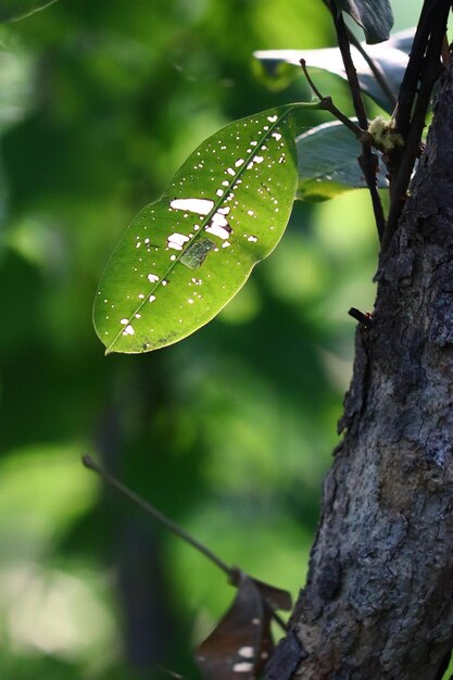 Close-up of water drops on tree trunk