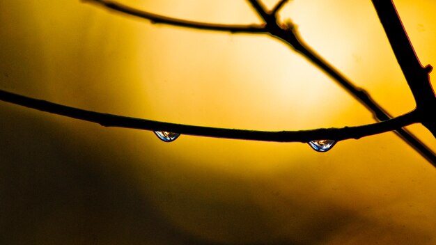 Photo close-up of water drops on twig