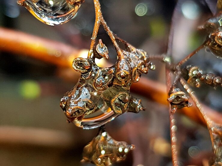 Photo close-up of water drops on twig
