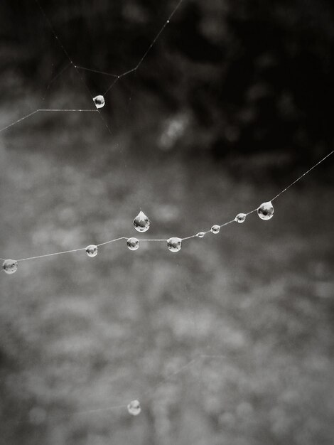 Photo close-up of water drops on web