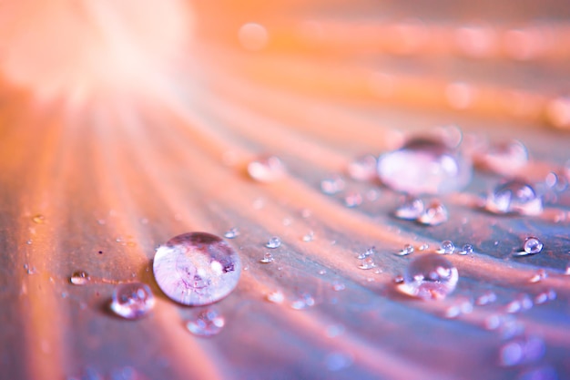 Close-up of water drops on wood