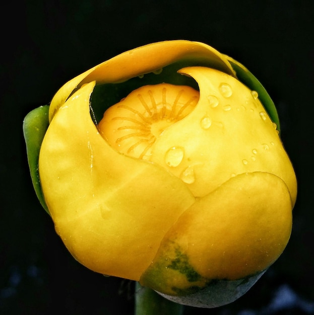 Close-up of water drops on yellow flower