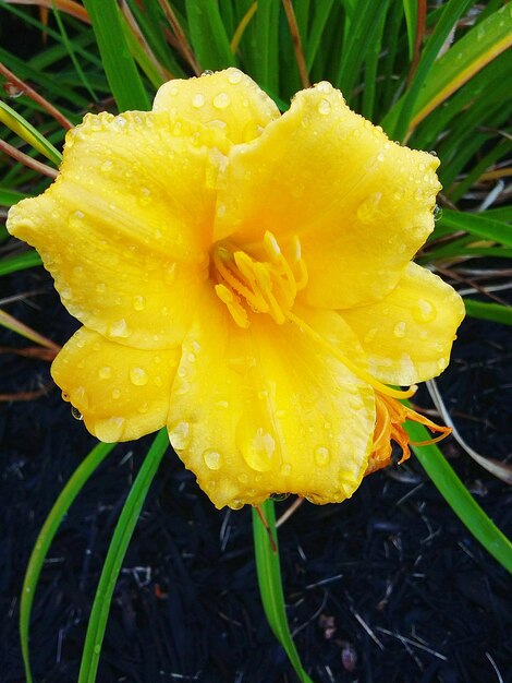 Close-up of water drops on yellow flower