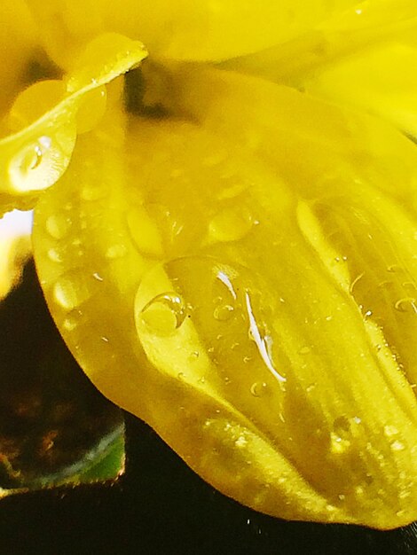 Close-up of water drops on yellow flower