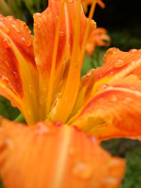 Close-up of water drops on yellow flower