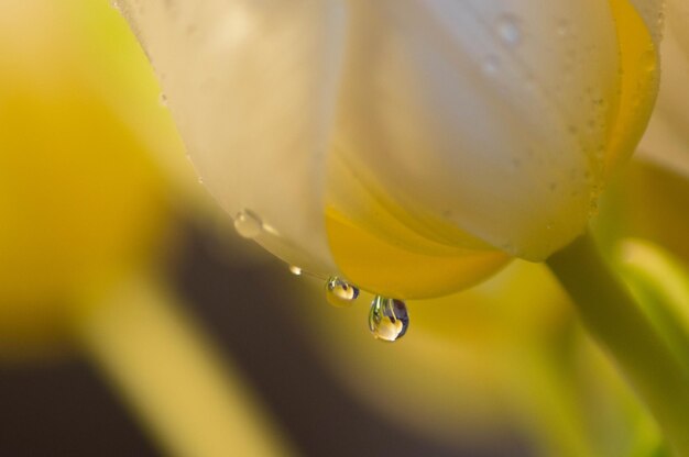 Photo close-up of water drops on yellow flower