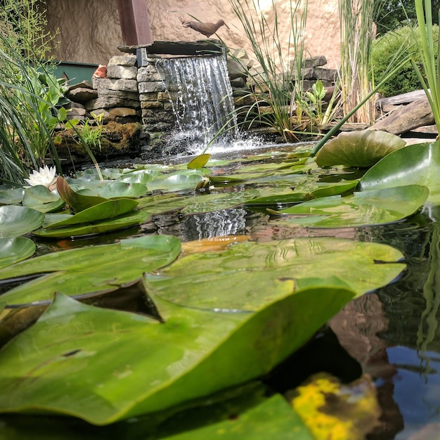 Foto close-up dell'acqua che galleggia sullo stagno