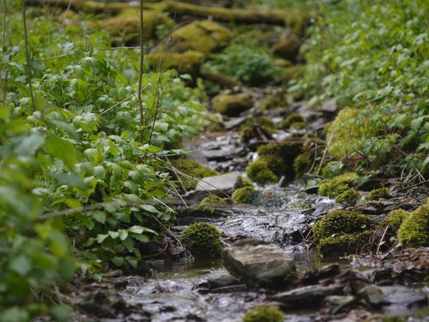 Close-up of water flowing through rocks