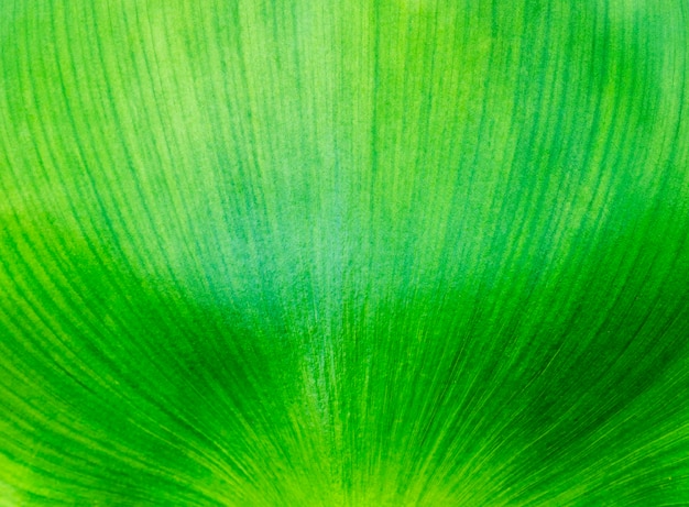 Close up water hyacinth leaf texture background