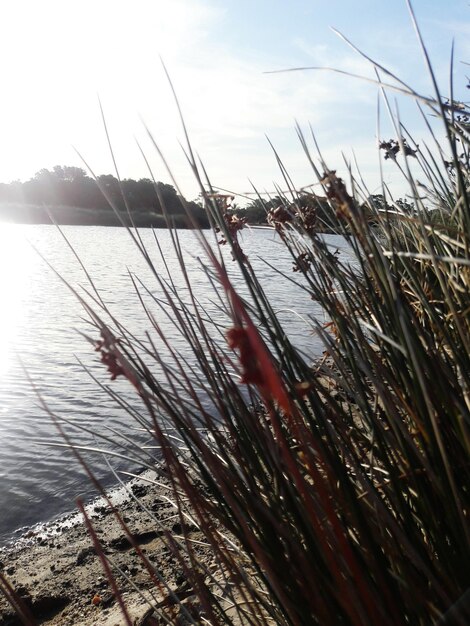 Close-up of water in lake against sky