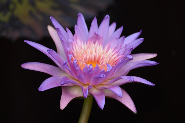 Photo close-up of water lily in bloom