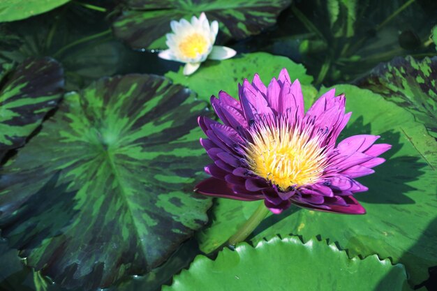 Close-up of water lily blooming outdoors