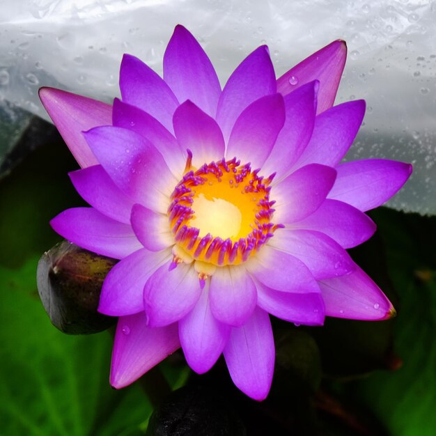 Close-up of water lily blooming outdoors