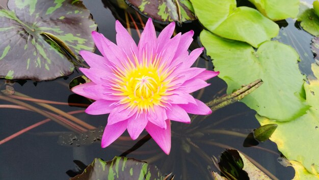 Close-up of water lily blooming outdoors