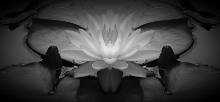 Photo close-up of water lily blooming in pond