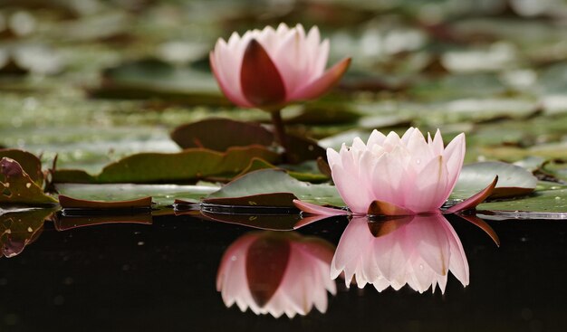 Close-up of water lily growing in lake