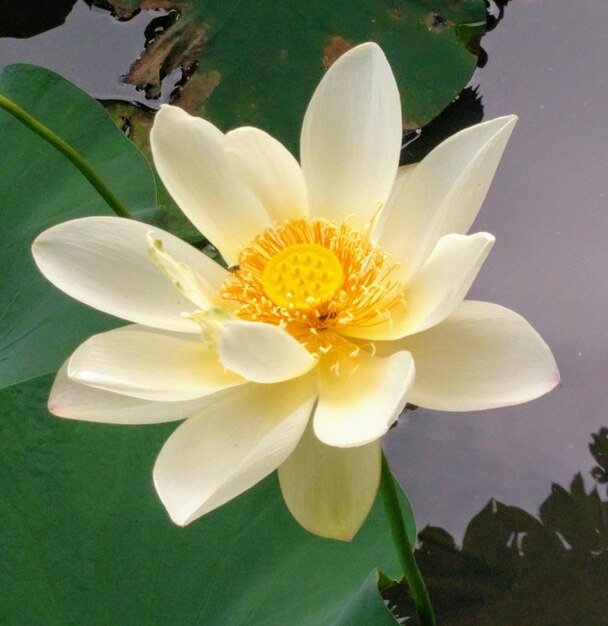 Close-up of water lily in lake