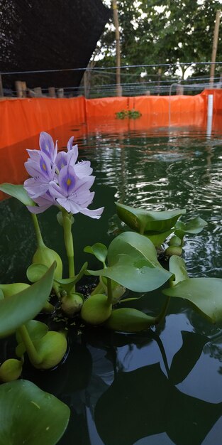 Close-up of water lily in lake