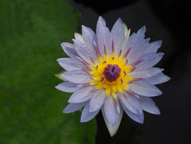 Close-up of water lily in lake