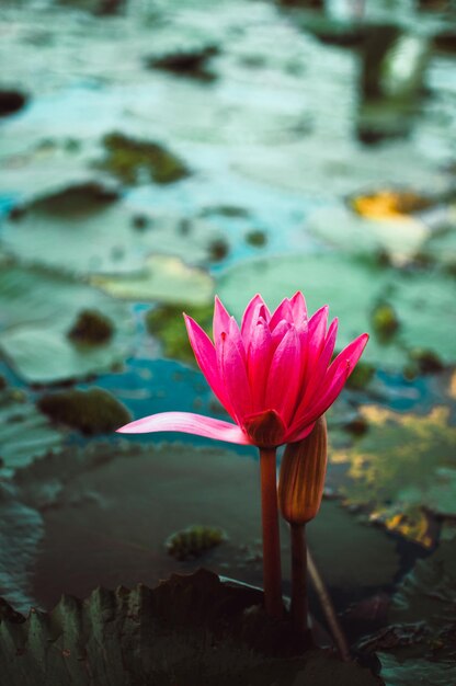 Photo close-up of water lily in lake