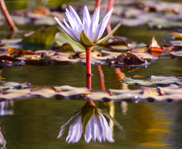 Photo close-up of water lily in lake