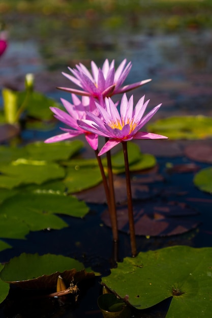 Photo close-up of water lily in lake