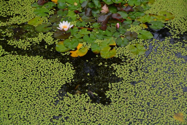 Close-up of water lily in lake