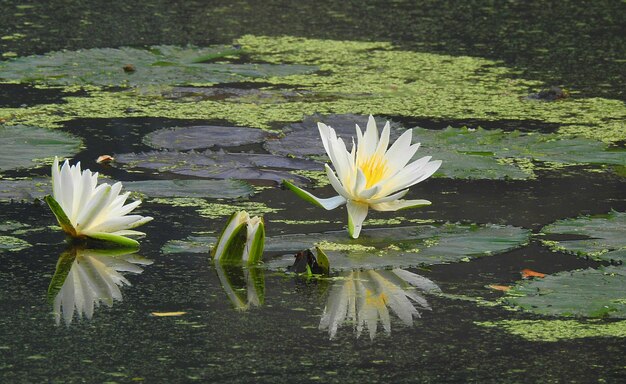 Foto close-up di un giglio d'acqua nel lago