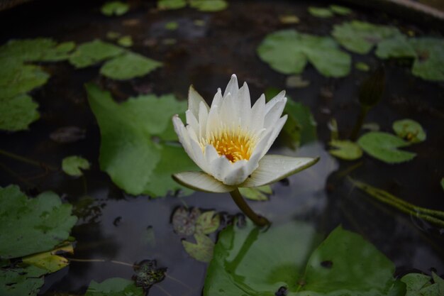 Photo close-up of water lily in lake