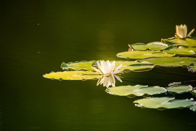 Foto close-up di un giglio d'acqua nel lago