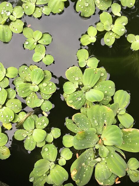 Foto close-up di un giglio d'acqua nel lago