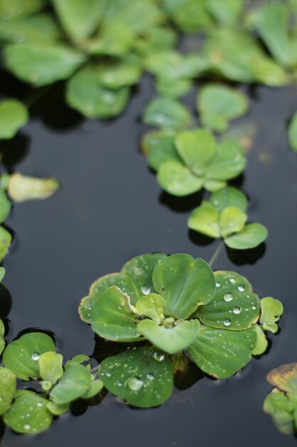 Close-up of water lily leaves in lake