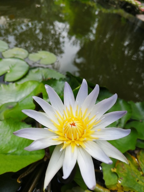 Photo close-up of water lily on plant